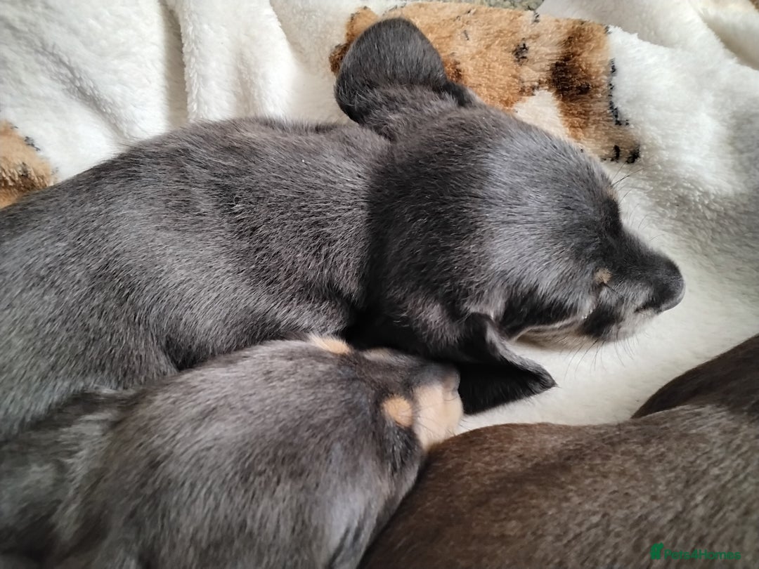 Dachshund dogs for sale: Mini dashound puppies - Image 1