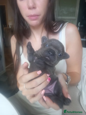 French Bulldog dogs - Advert 8