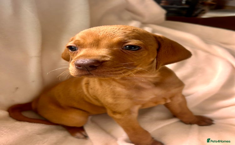 Hungarian Vizsla dogs - Advert 3