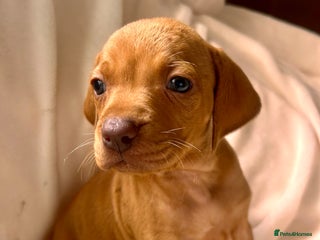 Hungarian Vizsla dogs - Advert 3