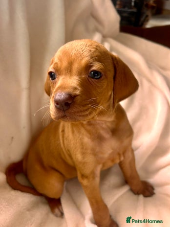 Hungarian Vizsla dogs - Advert 3