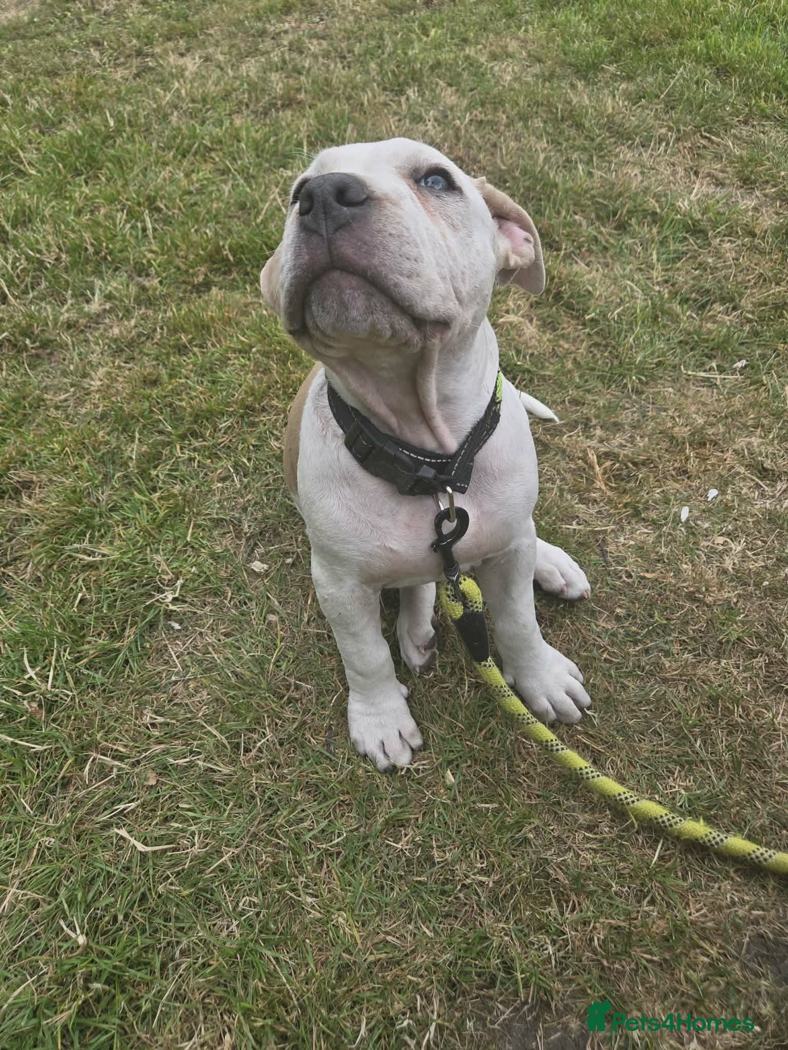 American Bully dogs American Bully Standard Puppy  - Advert 2