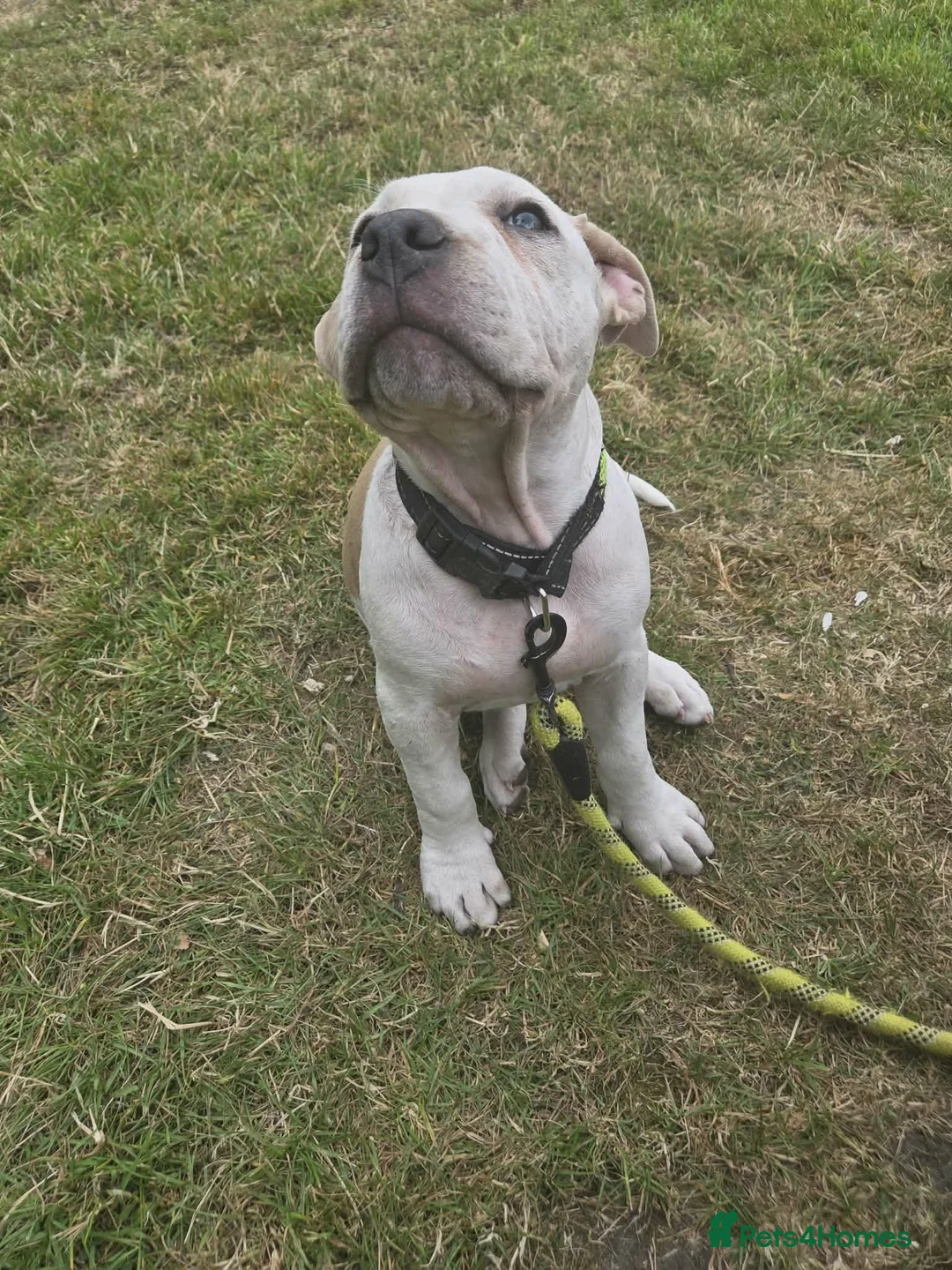 American Bully dogs for sale: Stunning Female American Bully - Vaccinated - Advert 2