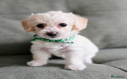 Yorkiepoo dogs for sale: 6 beautiful Yorkiepoo puppies , 5 girls and 1 boy  - Image 4