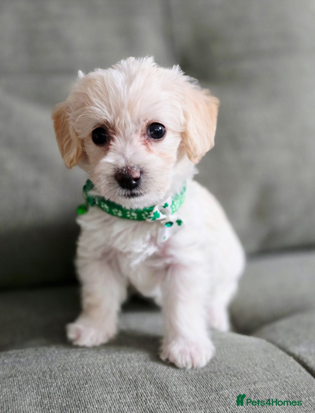 Yorkiepoo dogs for sale: 6 beautiful Yorkiepoo puppies , 5 girls and 1 boy  - Image 4