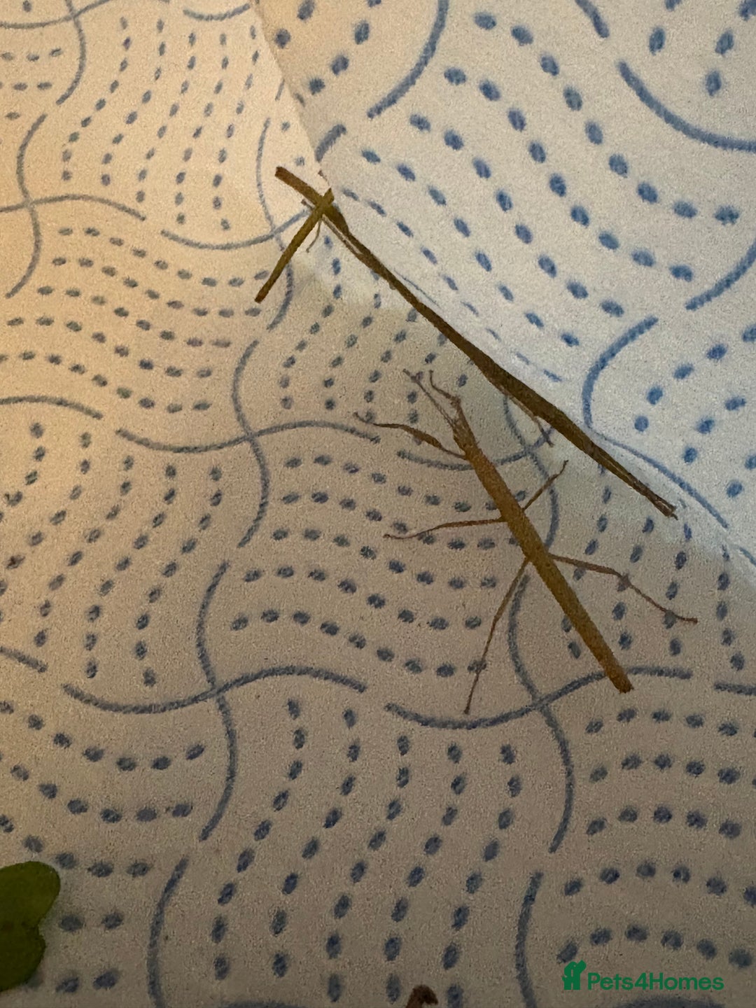 Stick Insects invertebrates for sale: Indian stick insects  - Advert 1