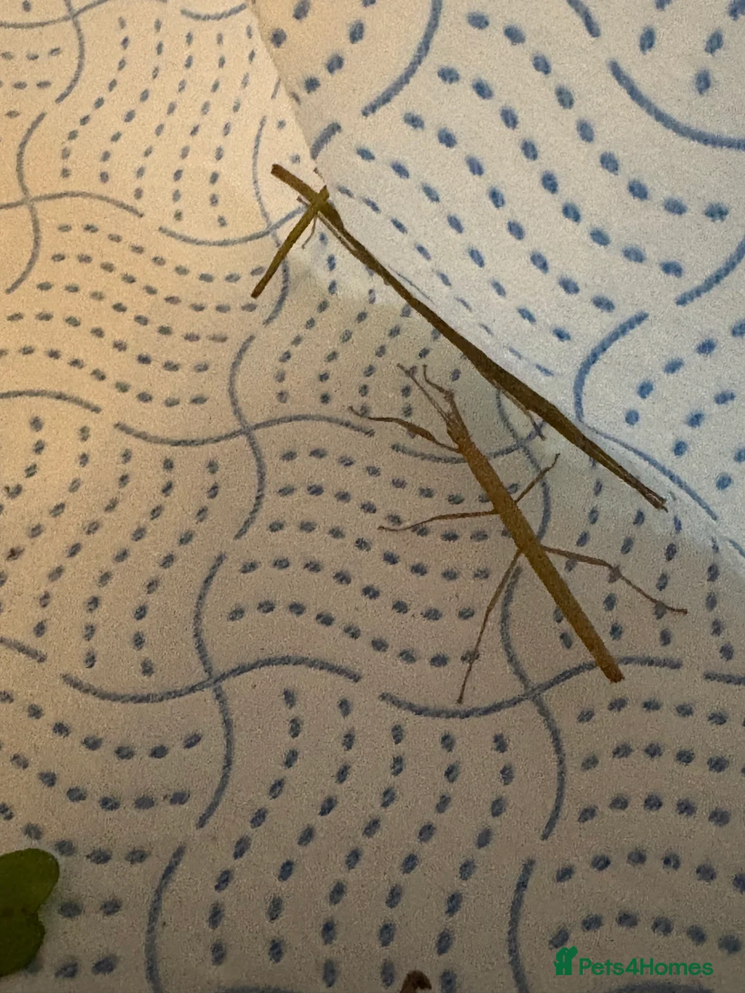 Stick Insects invertebrates for sale: Indian stick insects  - Advert 1