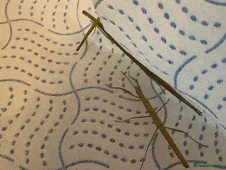Stick Insects invertebrates Indian stick insects - Advert 15