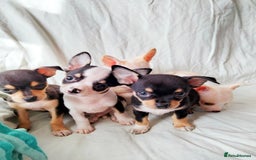 Chihuahua dogs for sale: Gorgeous Baby Chihuahua puppies  - Image 12