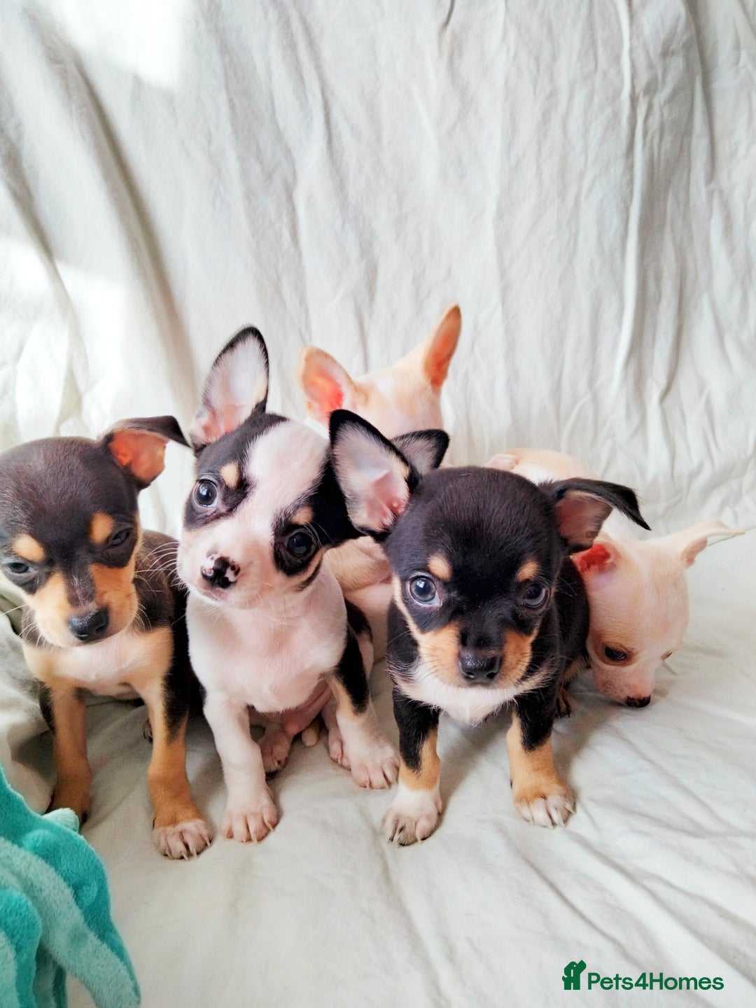 Chihuahua dogs for sale: Gorgeous Baby Chihuahua puppies  - Image 12