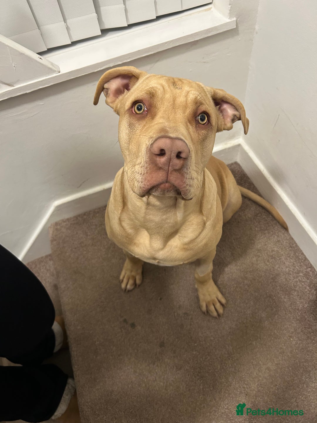 Mixed Breed dogs for sale: Lovely puppy  - Advert 1