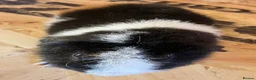 Guinea Pig rodents for sale: Gorgeous pair of Teddy boys/boars/males - Advert 14