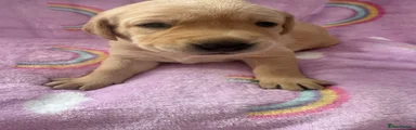 Labrador Retriever 7