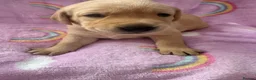Labrador Retriever dogs for sale: Stunning KC Registered Labrador Puppies  - Advert 7