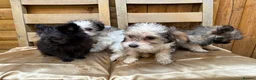 Chinese Crested dogs for sale: xX Chinese crested pups Xx - Advert 4