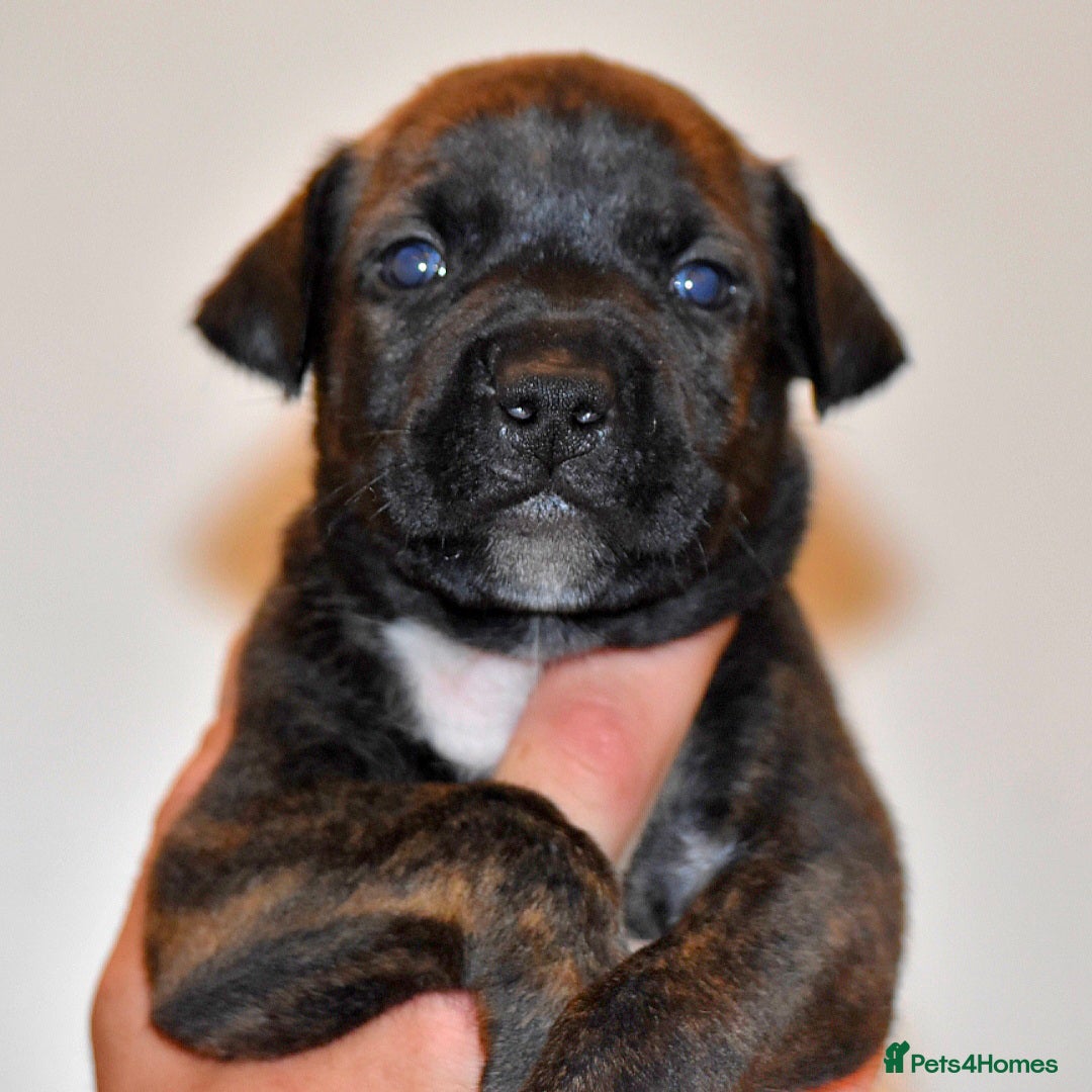 Belgian Shepherd Dog dogs for sale: Exceptional Herders from World-Class Lines - Image 16