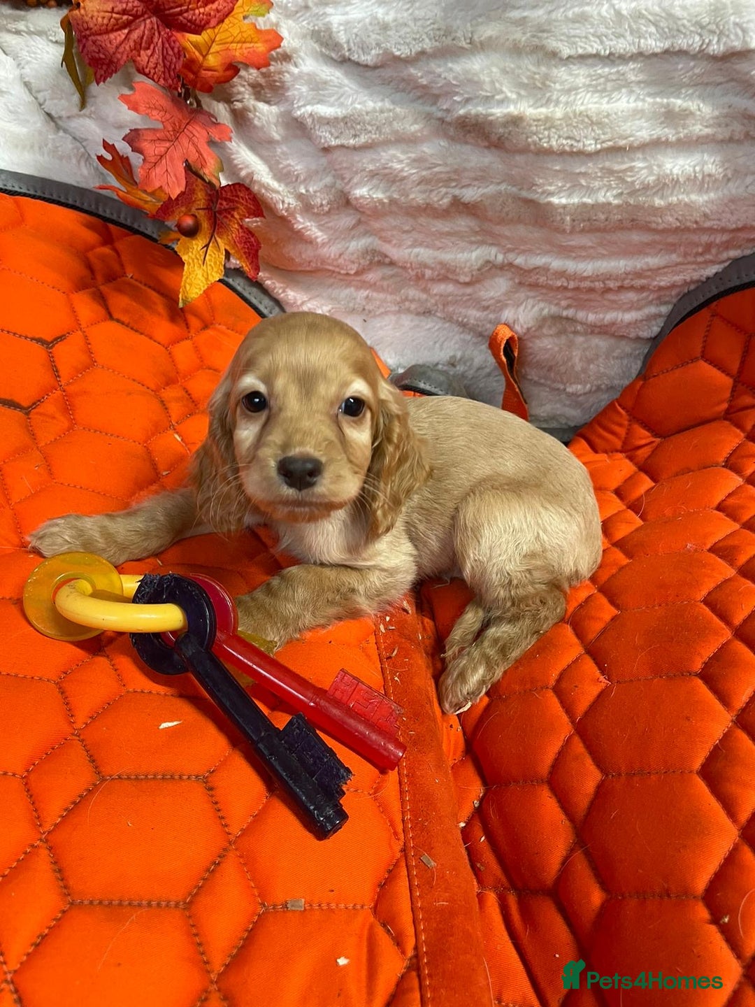 Cocker Spaniel dogs for sale: Stunning red cocker spaniel pups - Image 3
