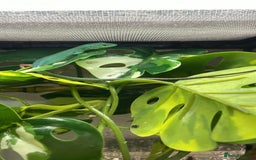 Lizard reptiles for sale: CB06/25 Green Keeled Lizards for Sale  - Image 3