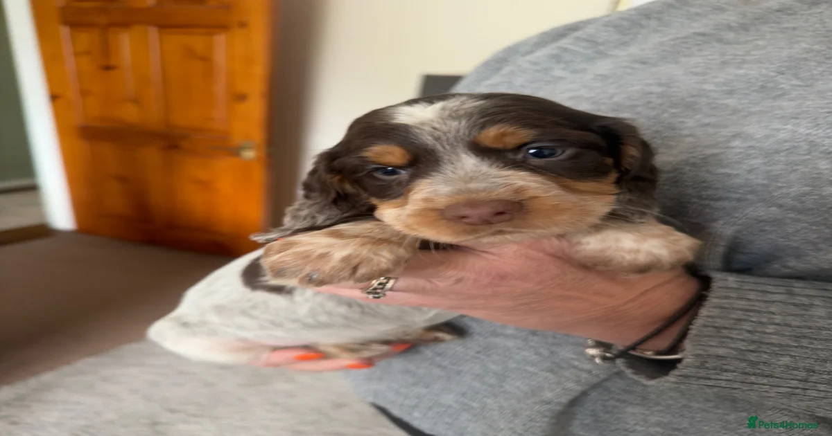 Working cocker spaniel puppies for sale in Aylesbury | Pets4Homes