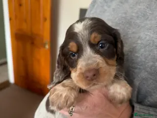 Cocker Spaniel dogs Working cocker spaniel puppies - Advert 10