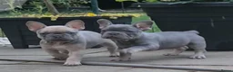 French Bulldog dogs for sale: French bulldog  - Advert 3