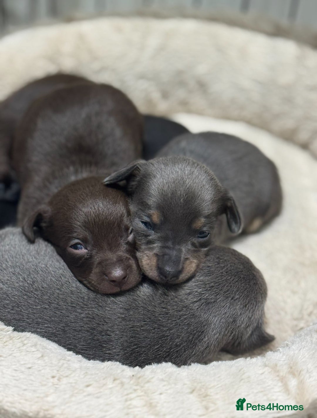 Chiweenie dogs for sale: 3 Gorgeous Girls & 2 Beautiful Boys  - Advert 2