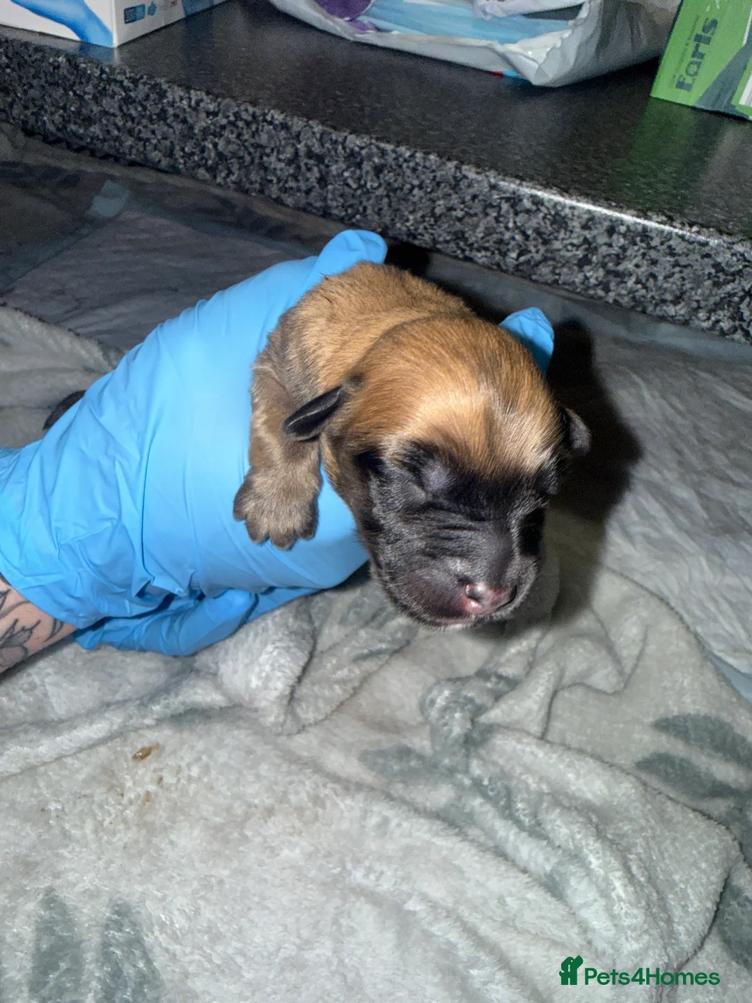 Mixed Breed dogs for sale: 10 puppy’s 6 boys 4 girls ready in 6 weeks  - Advert 12