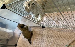 Lhasa Apso dogs for sale: Adorable pedigree Lhasa apso pups  - Image 16