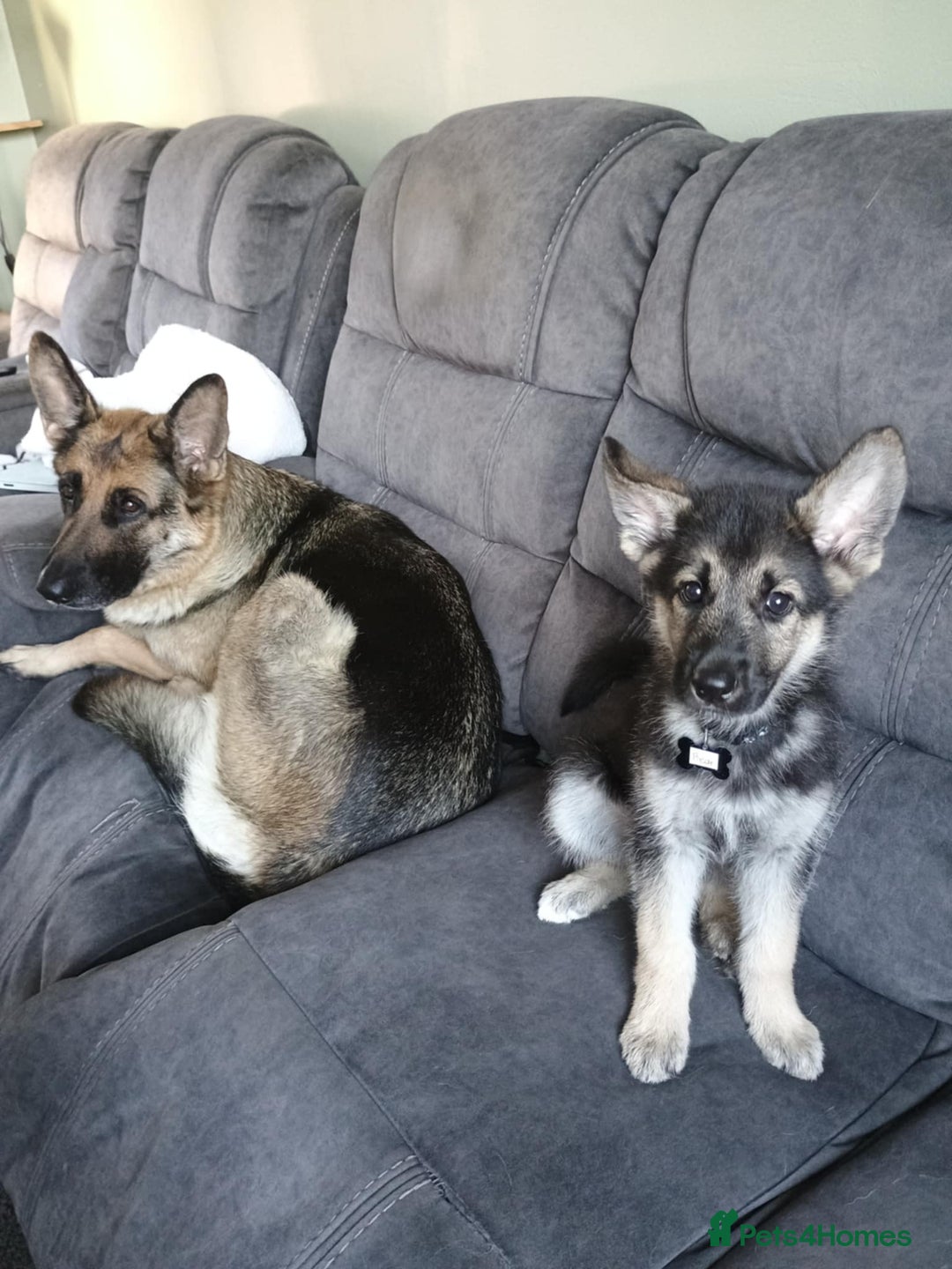 Shepsky dogs for sale: Gerbirian  shepskis - Image 16