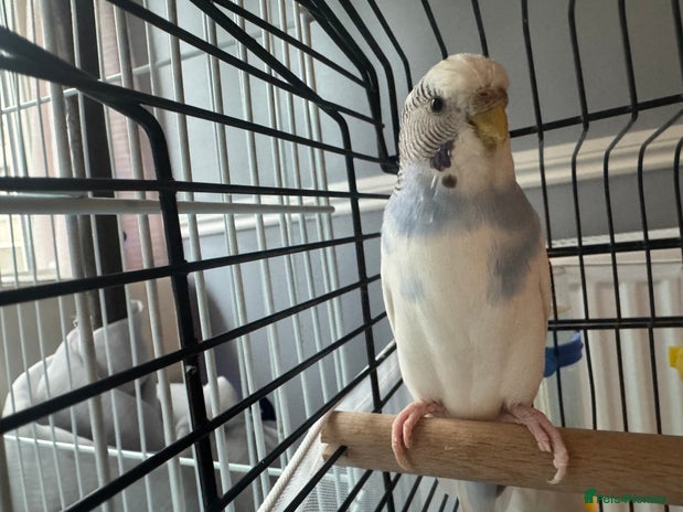 Budgerigars birds - Advert 1