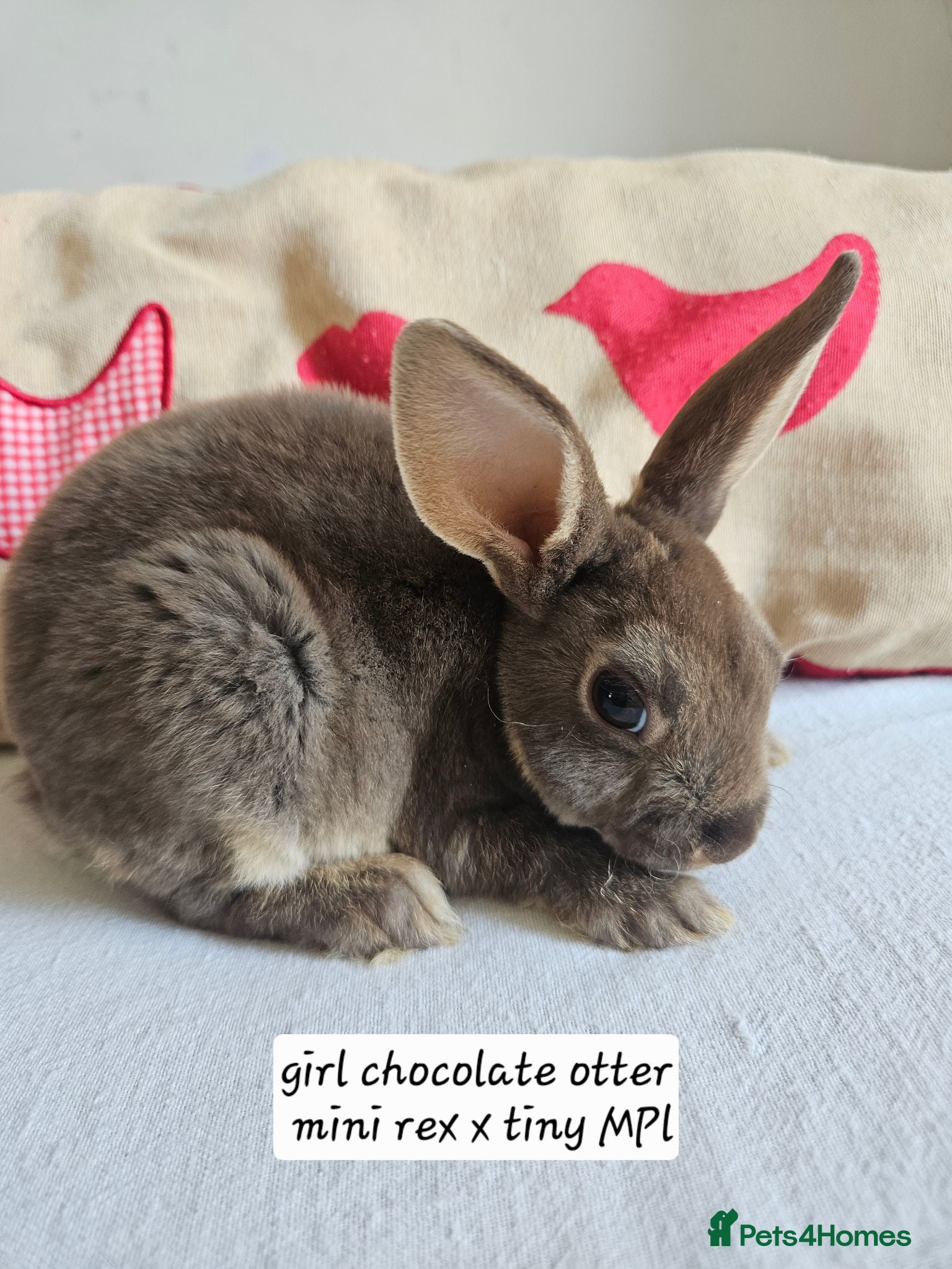 Rex rabbits Mini rex Chocolate & Lilac  - Advert 1