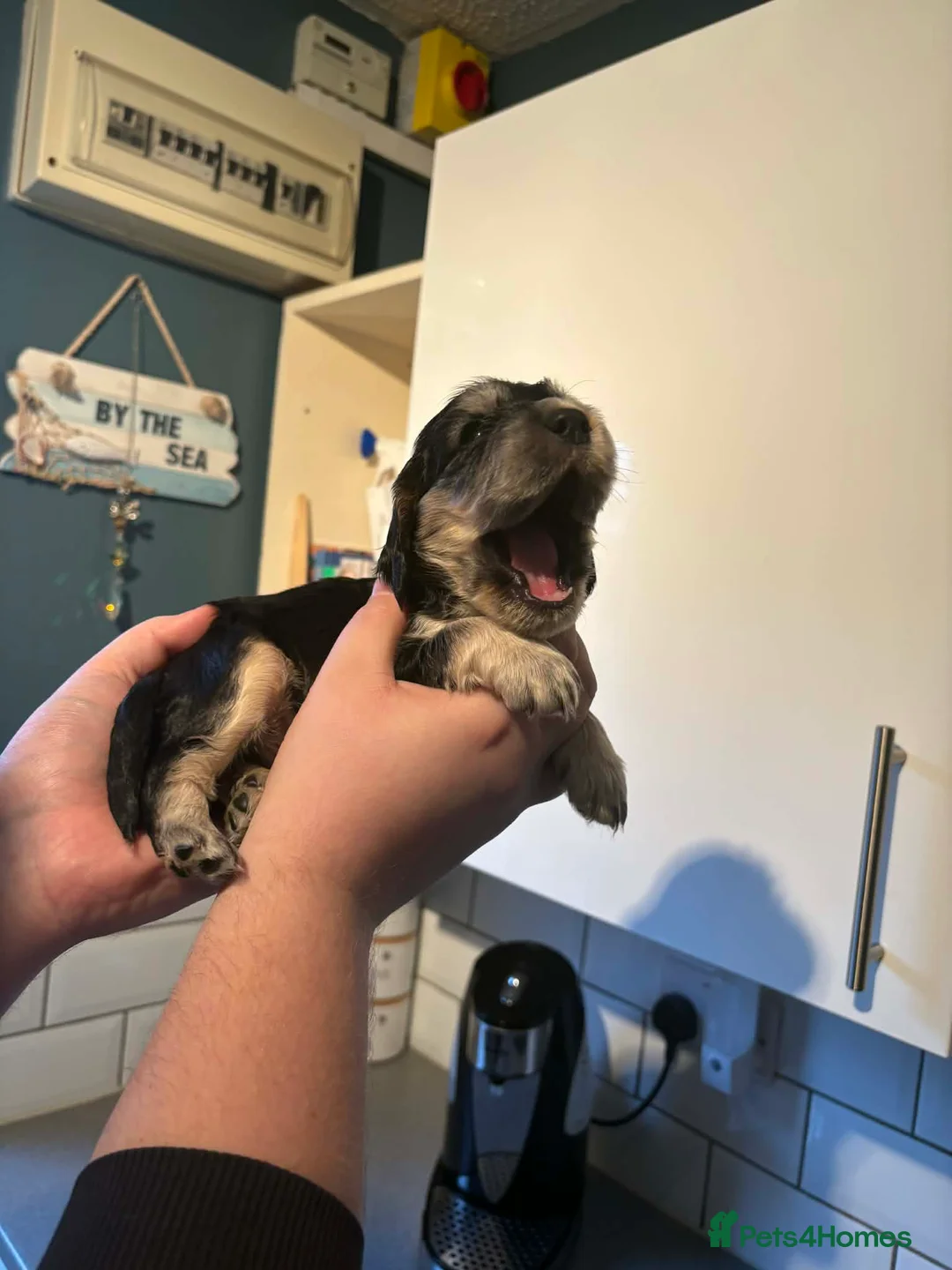 Cocker Spaniel dogs for sale: Last little boy looking for his sofa 🐾 - Advert 14