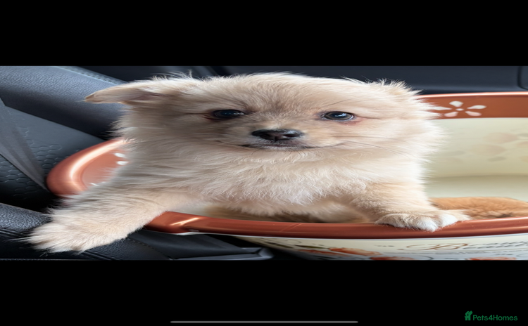 Pomeranian dogs - Advert 6