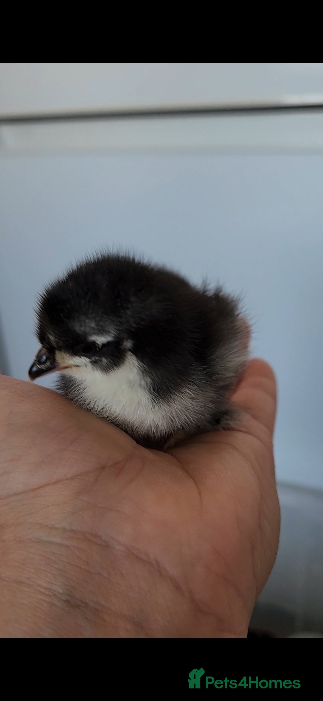 Chickens poultry for sale: Pekin bantam chicks  - Image 8