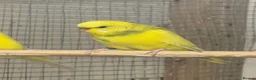 Budgerigars birds for sale: Budgies  - Advert 1