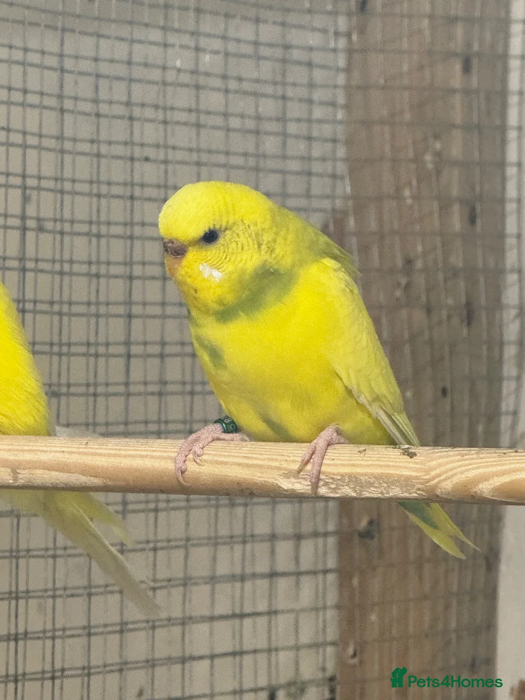 Budgerigars birds for sale: Budgies  - Advert 1
