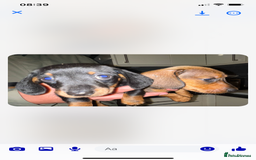 Miniature Dachshund dogs for sale: KC MINI DASCHAUNDS READY NOW  in Bishop Auckland - Image 8