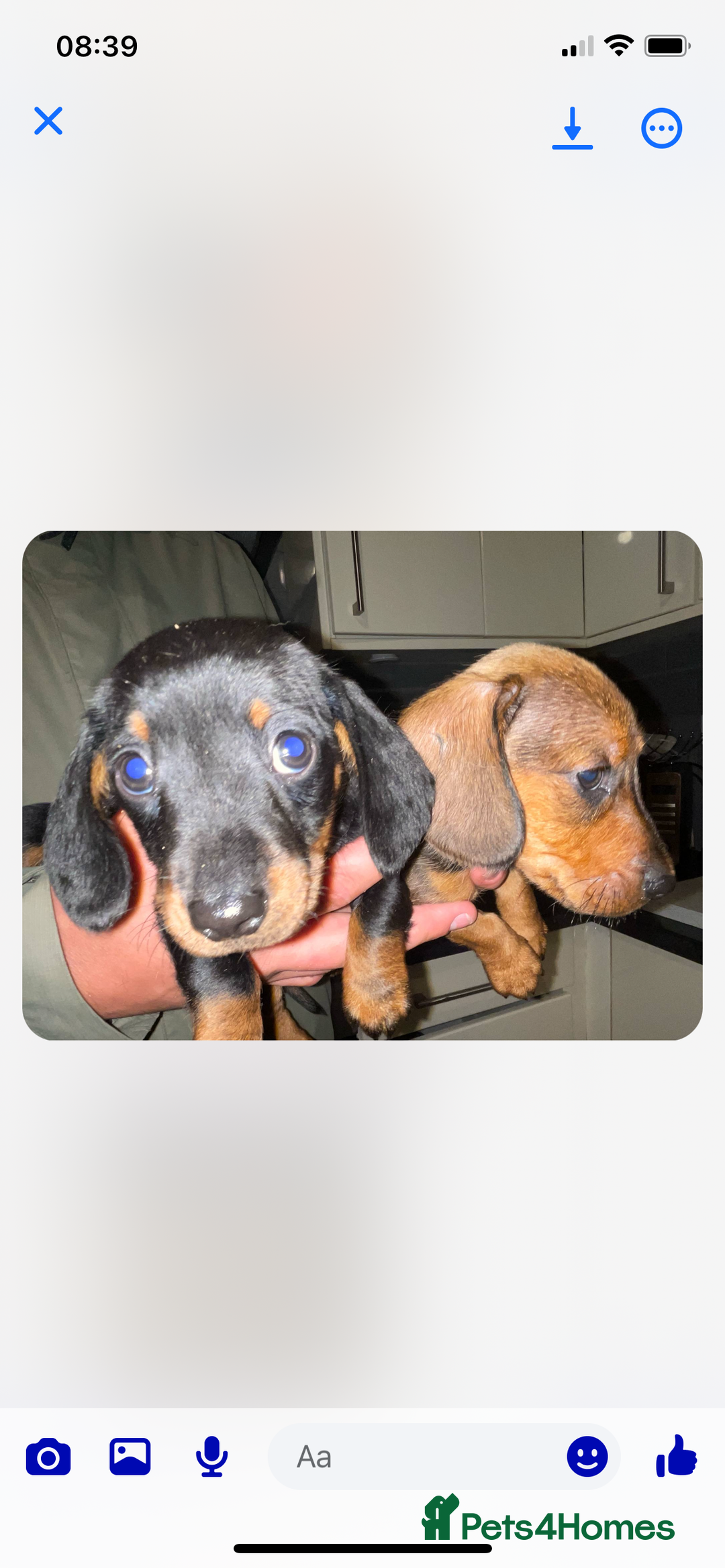 Miniature Dachshund dogs for sale: KC MINI DASCHAUNDS READY NOW  in Bishop Auckland - Image 8