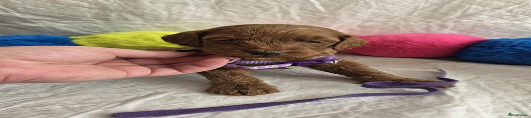 Purple collar boy 