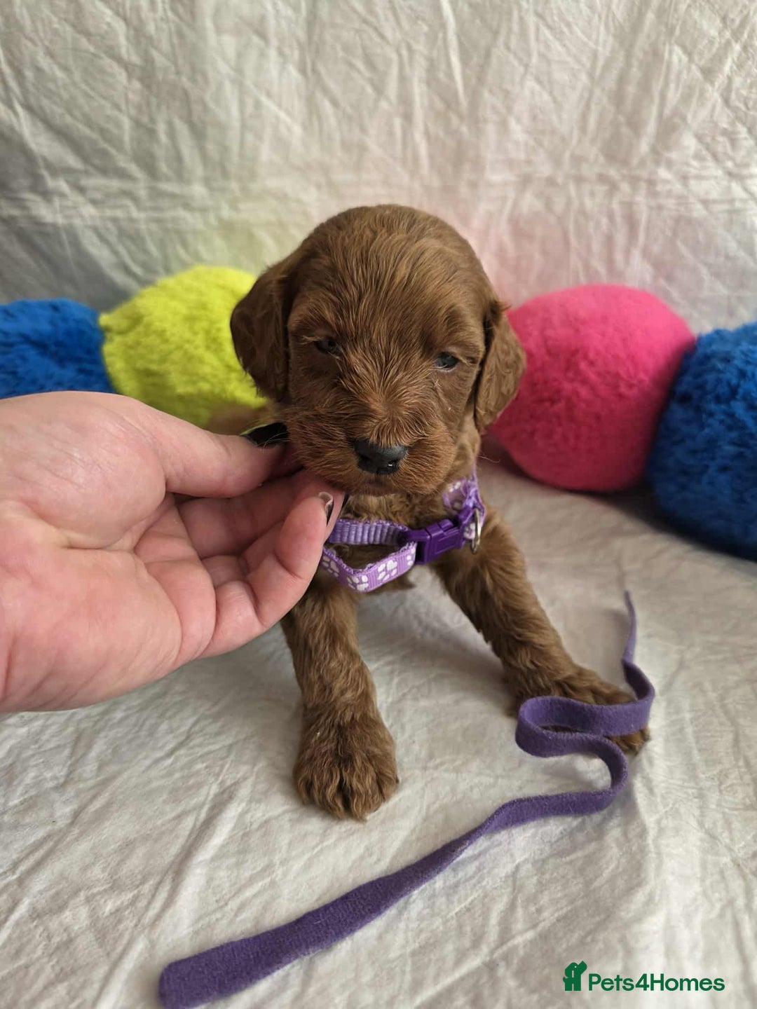 Goldendoodle dogs for sale: 👑Superb Rare Toy/Mini Deepest Red Goldendoodles👑 - Image 7