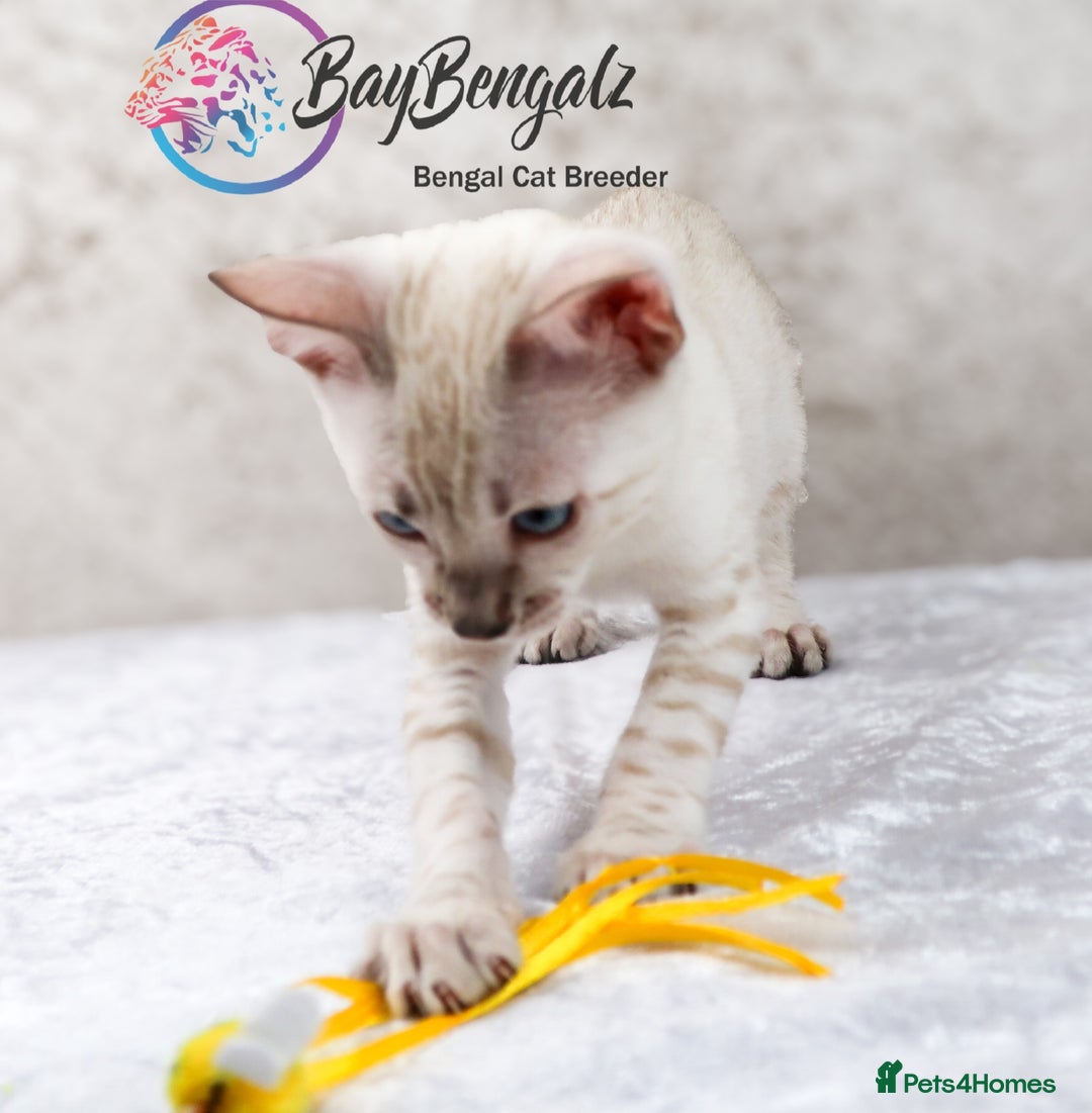 Bengal cats for sale: Champion line Superb Bengal Kittens  - Image 15