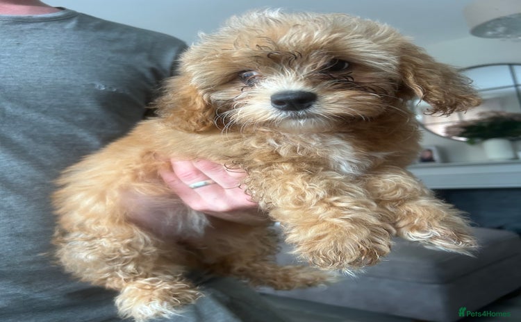 Poochon dogs - Advert 3