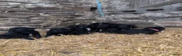 Borador dogs for sale: Superb Collie x Labrador Puppies - Advert 1