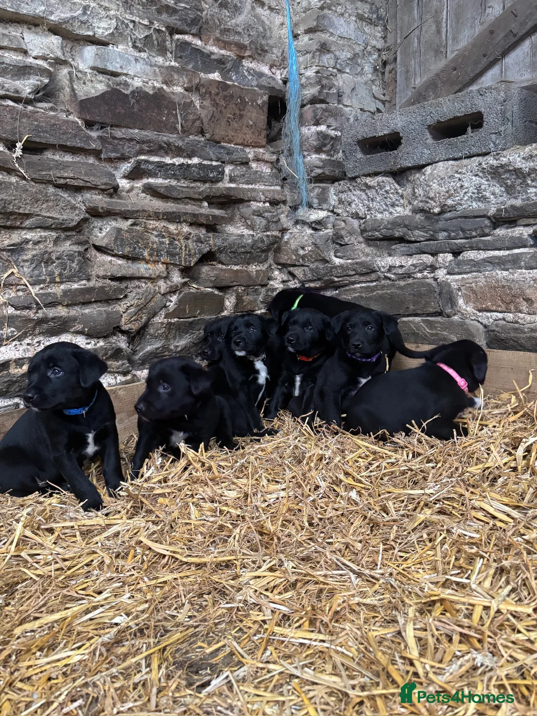 Borador dogs for sale: Superb Collie x Labrador Puppies - Advert 1