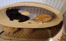 Mixed Breed cats for sale: 4 gorgerous kittens - Image 11