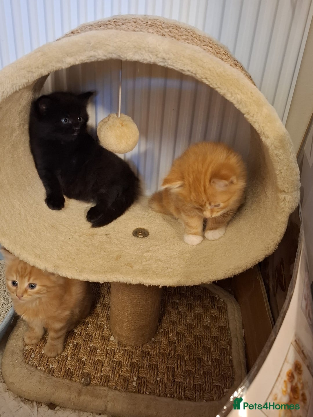 Mixed Breed cats for sale: 4 gorgerous kittens - Image 11