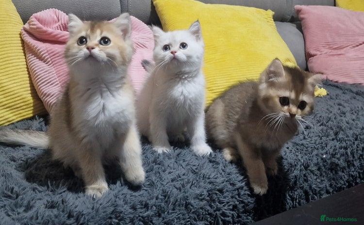 British Shorthair cats British shorthair pedigree kittens - Advert 12