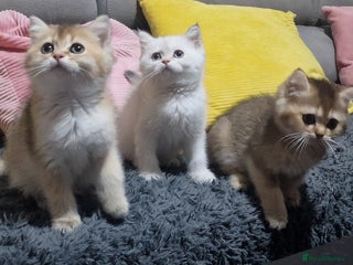 British Shorthair cats British shorthair pedigree kittens - Advert 16