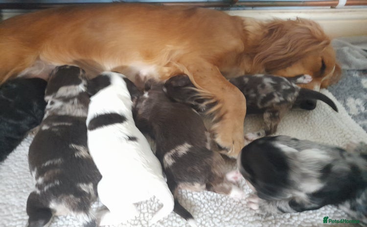 Sprocker dogs - Advert 2