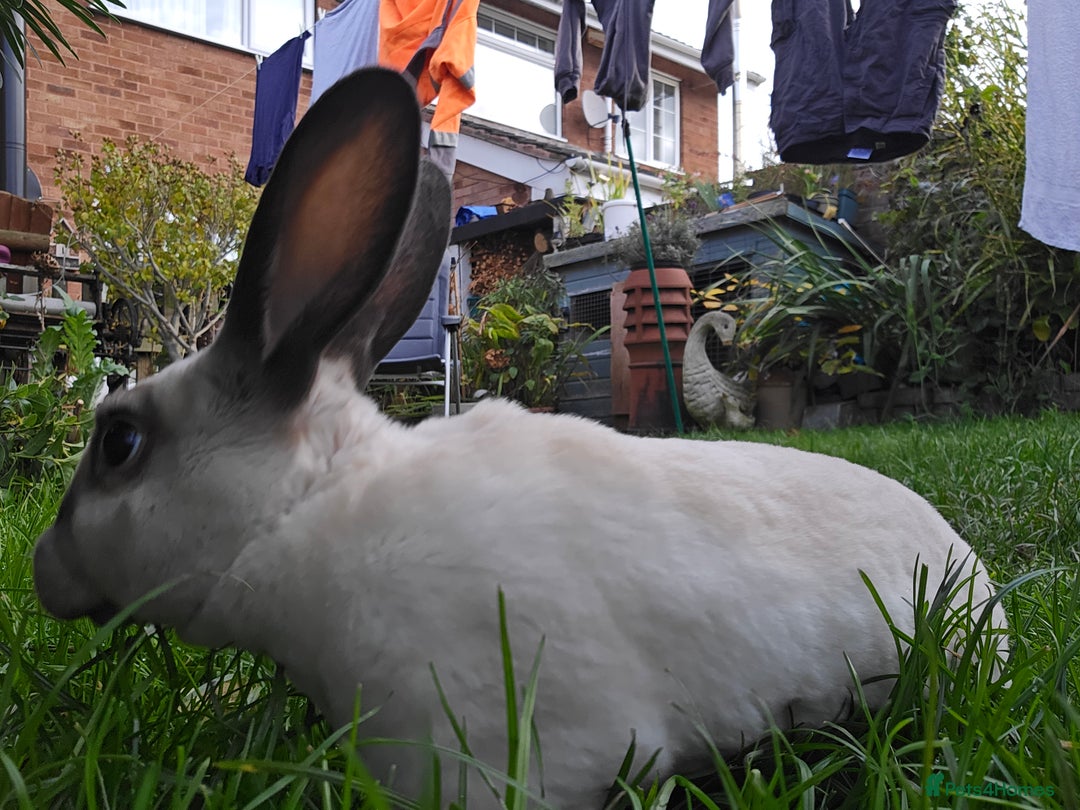 Rex rabbits for sale: 3 Mini rex 13 weeks old - Advert 12